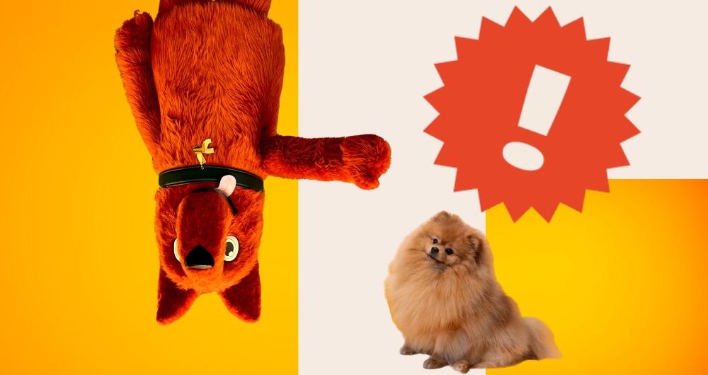 Jak vybrat ty nejlepší granule pro štěně