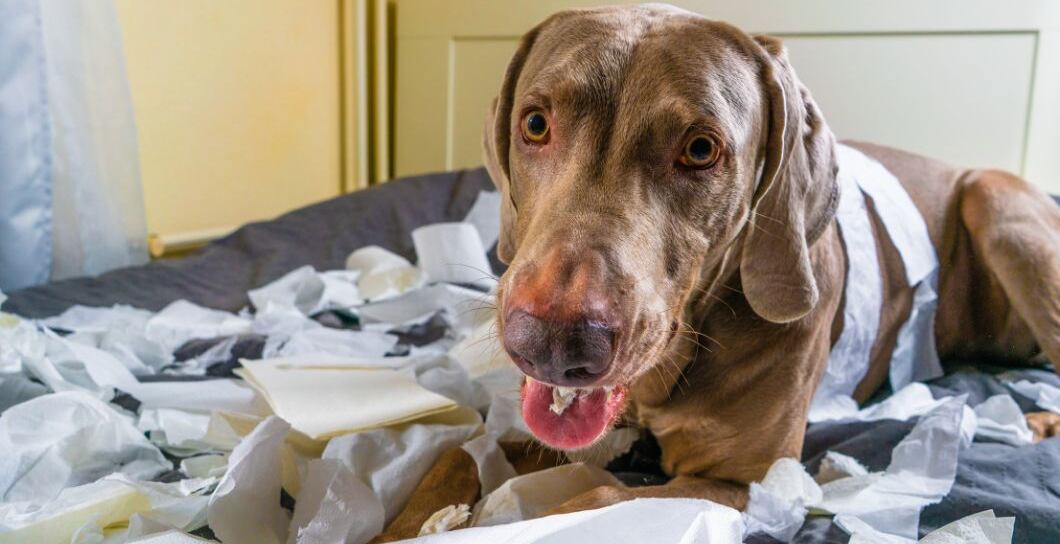 Separační úzkost u psa a jak ji řešit?