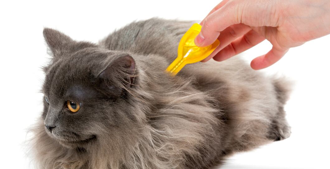 Klíšťata u koček: Jak na vyndání a účinnou prevenci