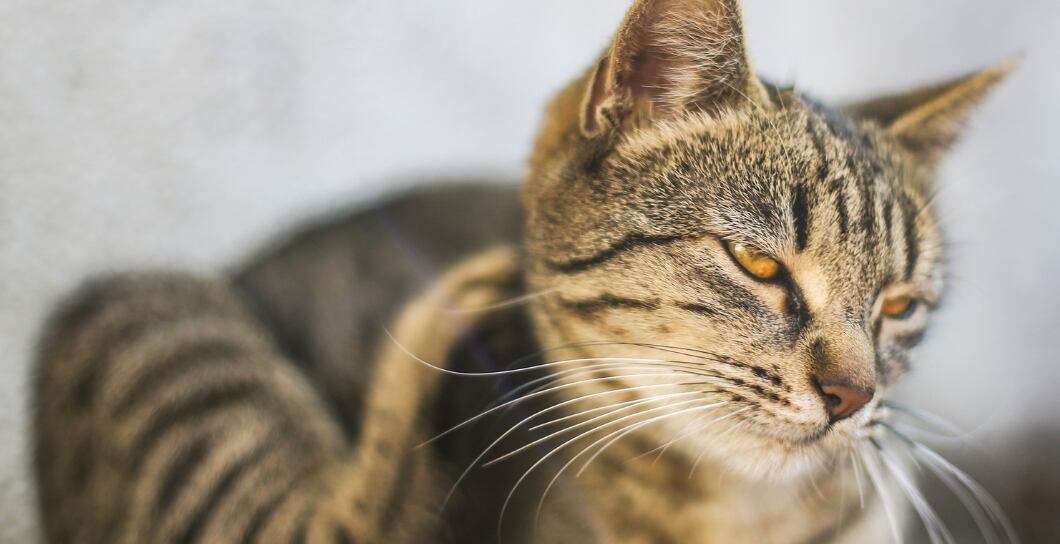 Co dělat, když se pes nebo kočka drbe?