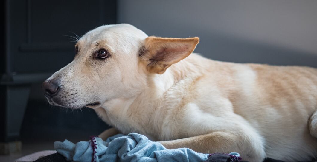 Trápí vašeho psa stres? Tipy, jak na něj