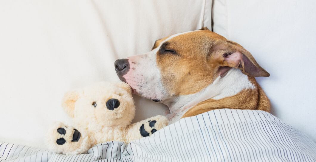 Falešná březost u fen: Projevy, tipy, délka trvání