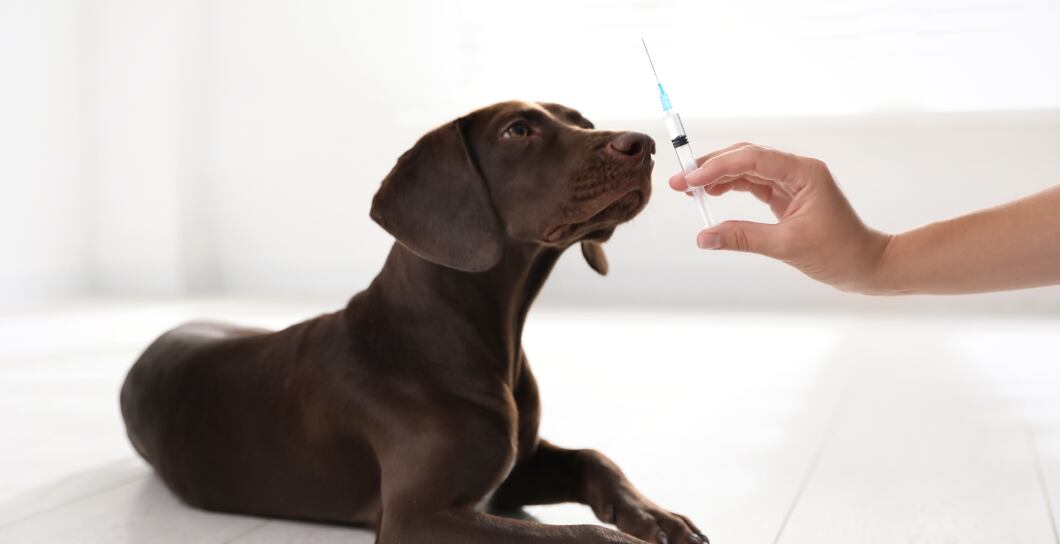 Tetanus u psa: Jak parťáka ochránit?