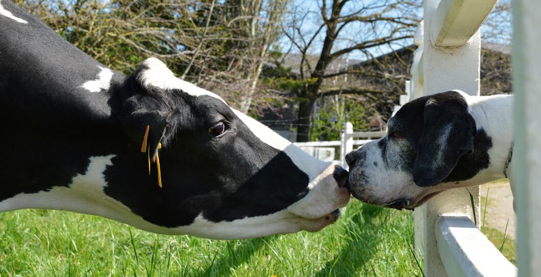 Pes a hovězí maso: Výhody a nevýhody