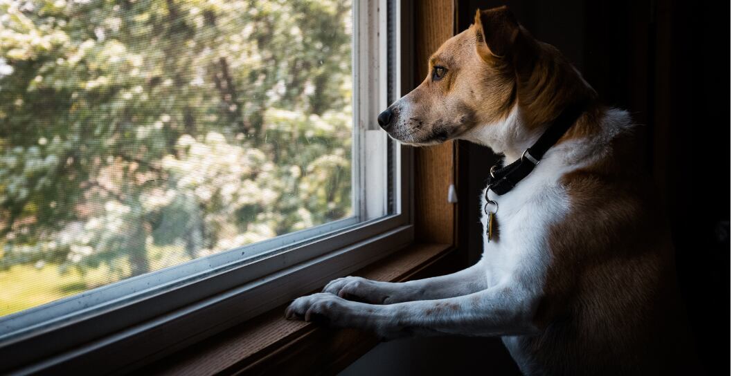 Pes sám doma: Jak ho zabavit?