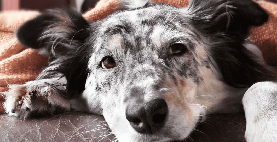 Pes a cukrovka: Léčba, projevy a dieta