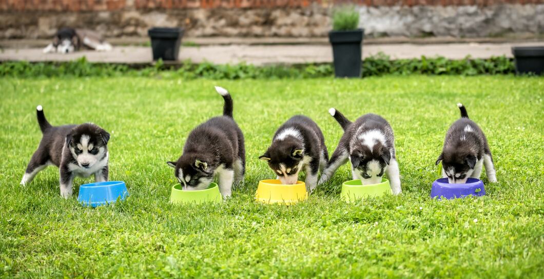 Čím správně krmit štěně?