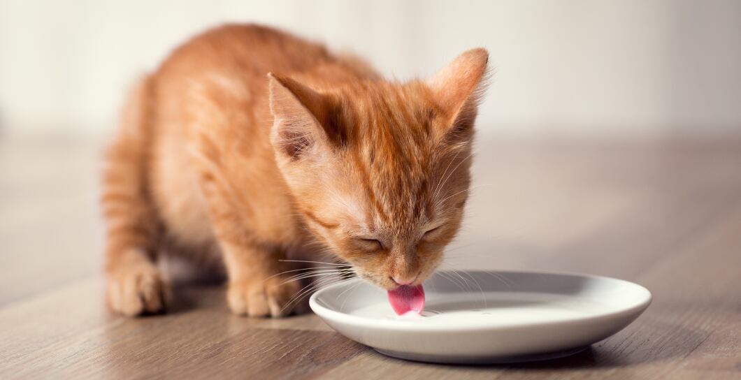 Jak krmit kotě: Od výběru krmiva po dávkování