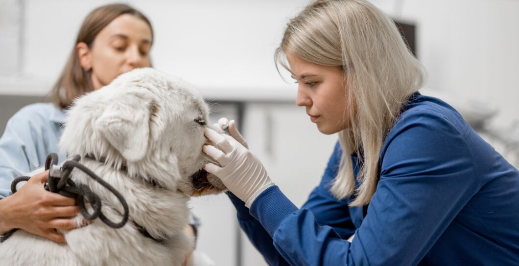 Klíšťata u psů: Obojky a další ochrana