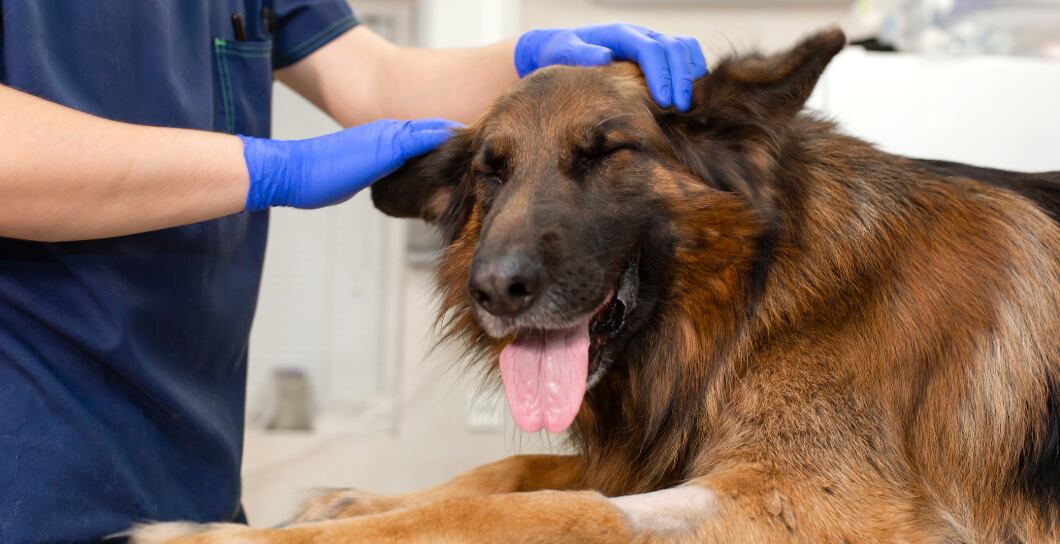 Žaludeční problémy u psa: Torze a zánět žaludku