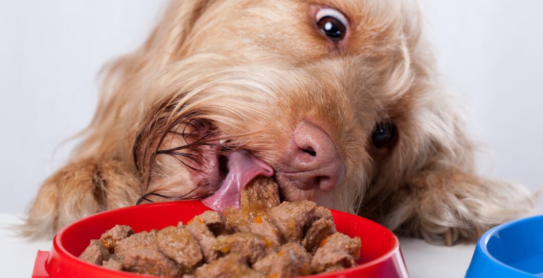 Hltání u psa: Co opravdu zabírá?