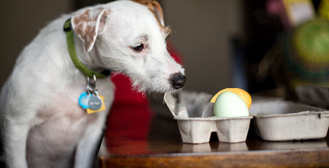 Velikonoční recepty pro psy a kočky