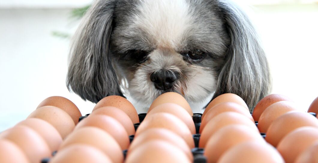 Vejce pro psy: Výhody a tipy do jídelníčku