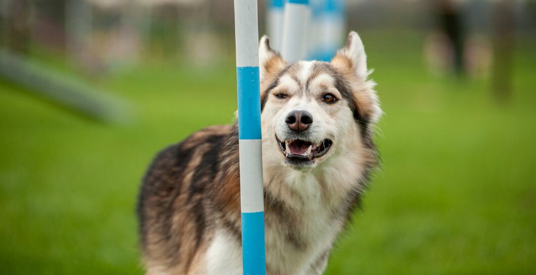 Krmivo pro aktivního psa: Tipy na vyváženou stravu