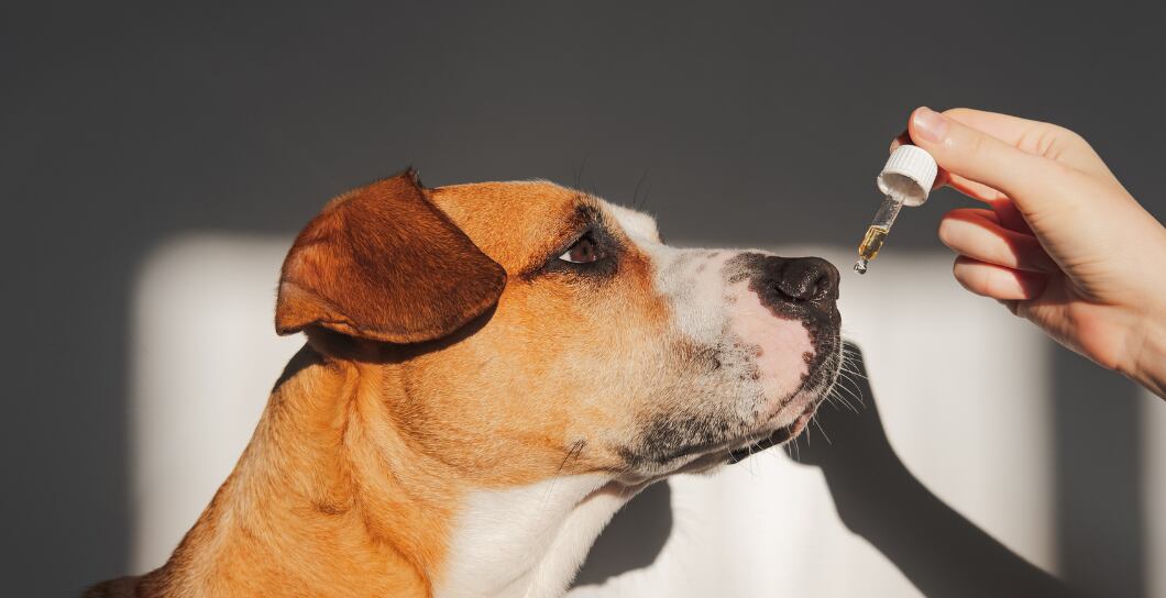 Proč pes potřebuje lososový olej?