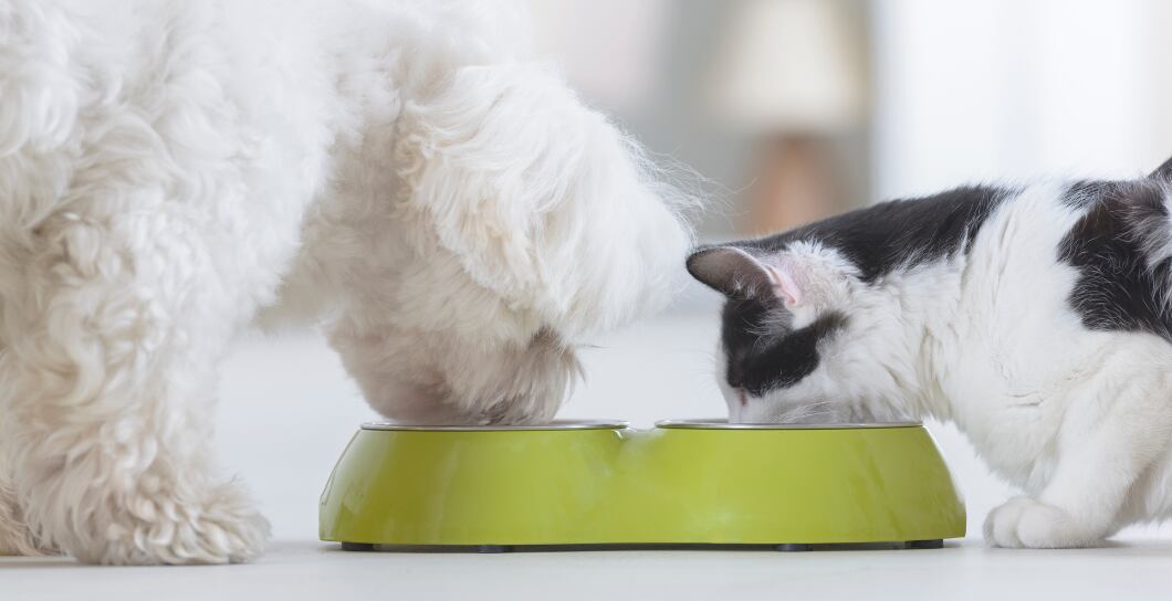 Rozdělení krmiv pro psy a kočky podle kvality: Lze výrobcům věřit nebo jde o marketingový trik?