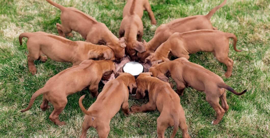 9 nejčastějších otázek ohledně krmení štěňat. Trápí i vás?