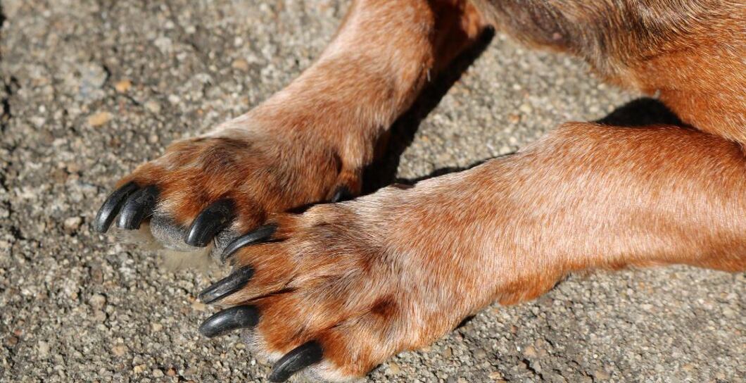 7 tipů jak stříhat psovi drápy – snadno a bezbolestně