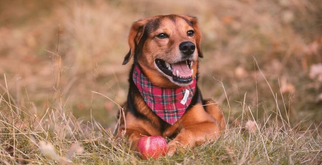 Paraziti u psa, psincový kašel a další hrozby podzimu