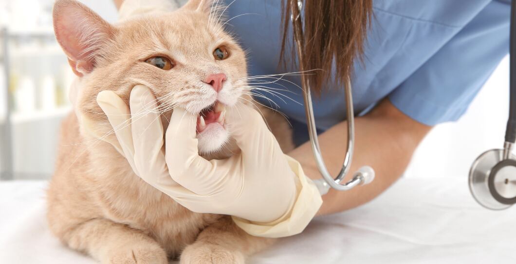 Jak pečovat o chrup kočky? Rady veterinářky