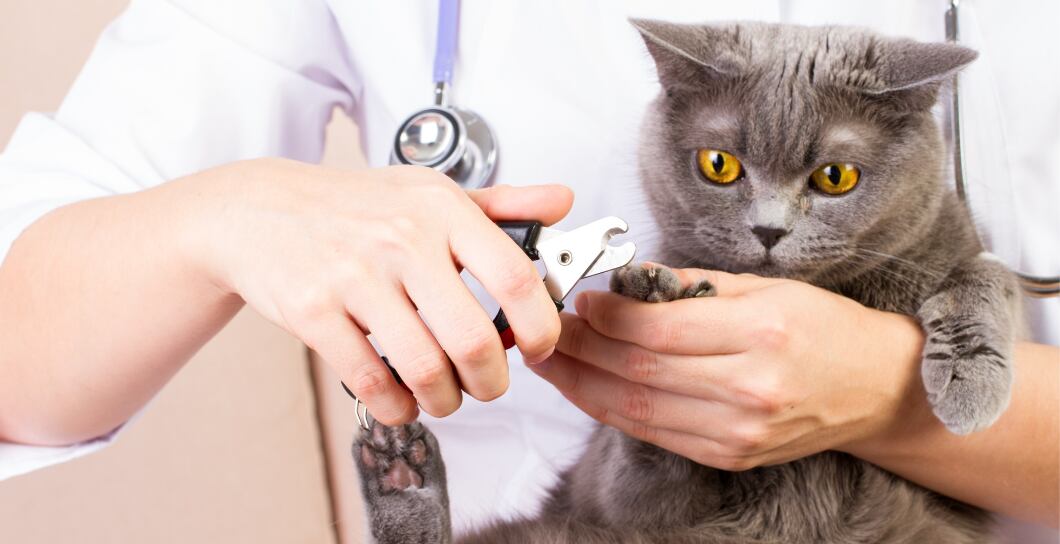 Péče o kočku: Průvodce stříháním kočičích drápků