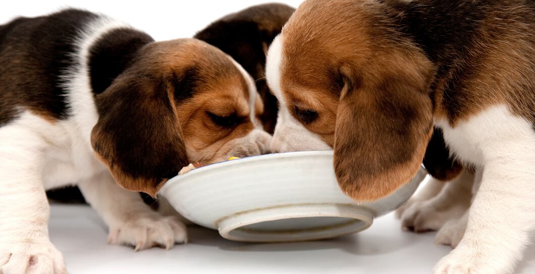 Jak často krmit štěně?