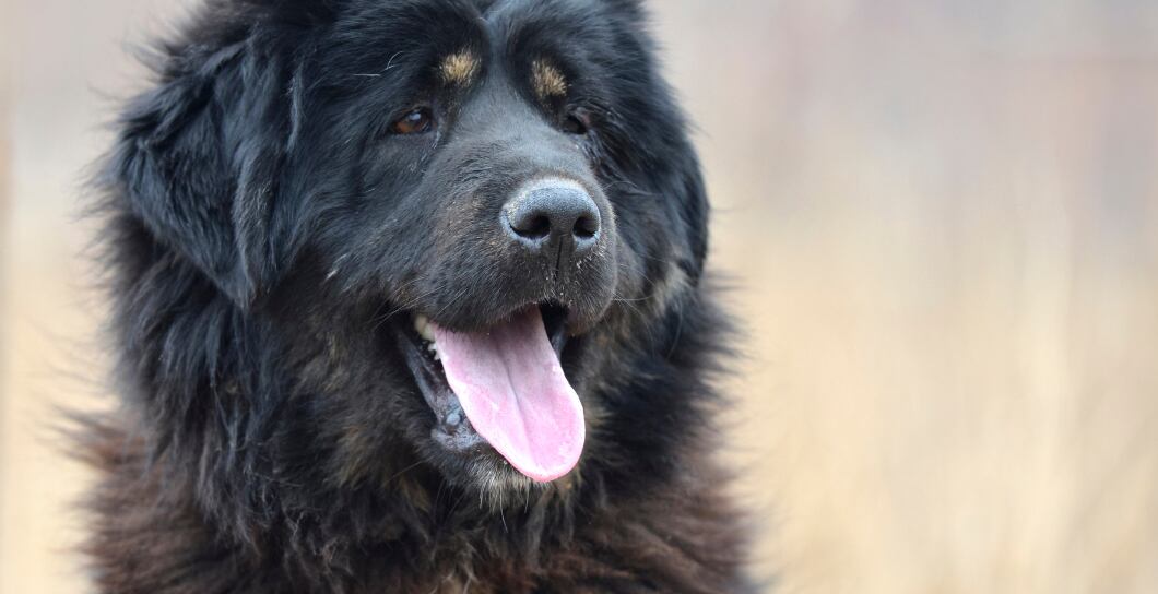 Jak zabránit žloutnutí a reznutí srsti u psů?