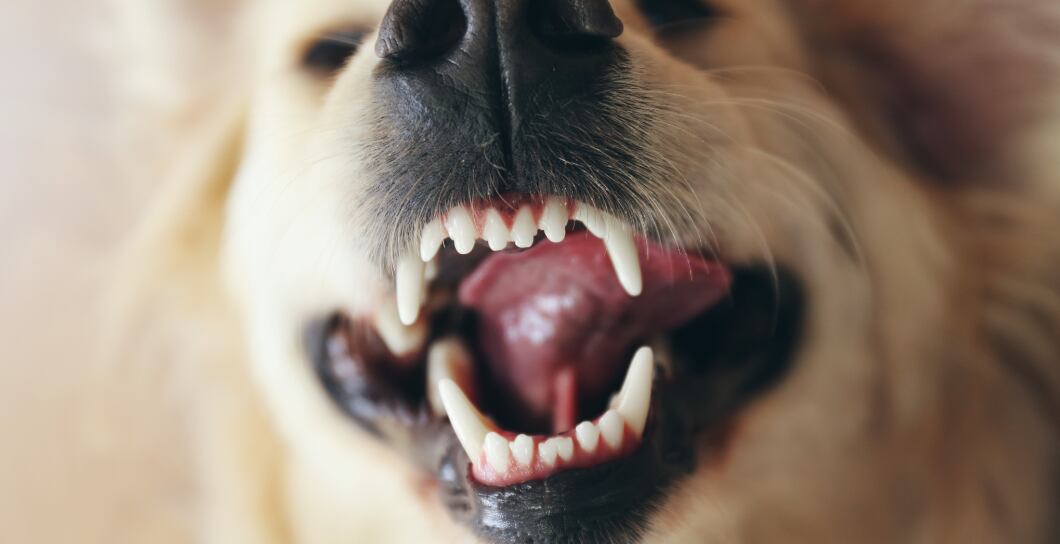 Jak na zápach z psí tlamy: Tipy odborníků