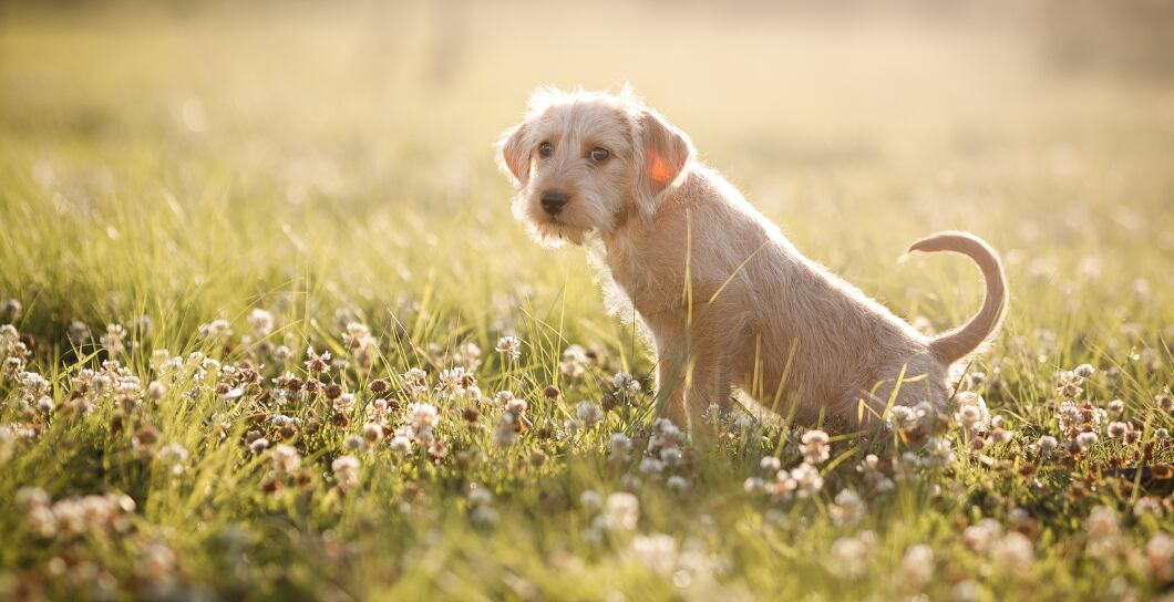 Konec loužičkám na podlaze. 6 tipů, jak odnaučit štěně čůrat doma.