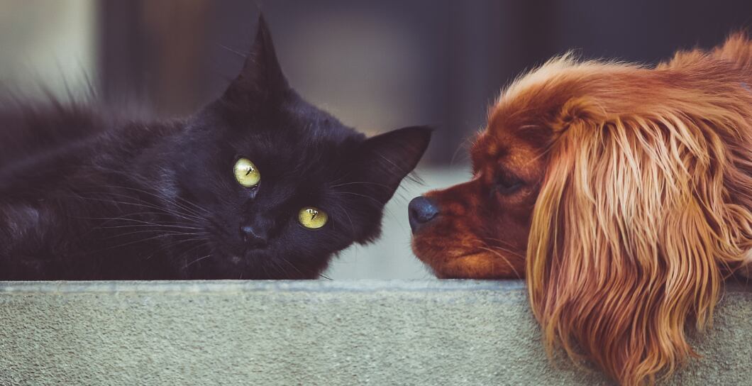 Problémy se štítnou žlázou u psů a koček