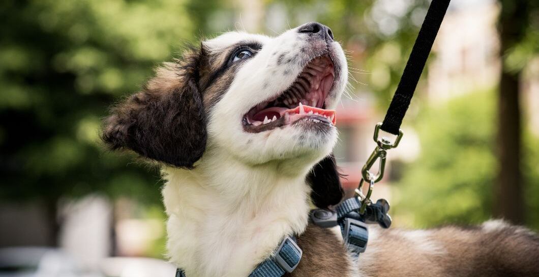 Důležitá socializace psa – kdy a jak začít?