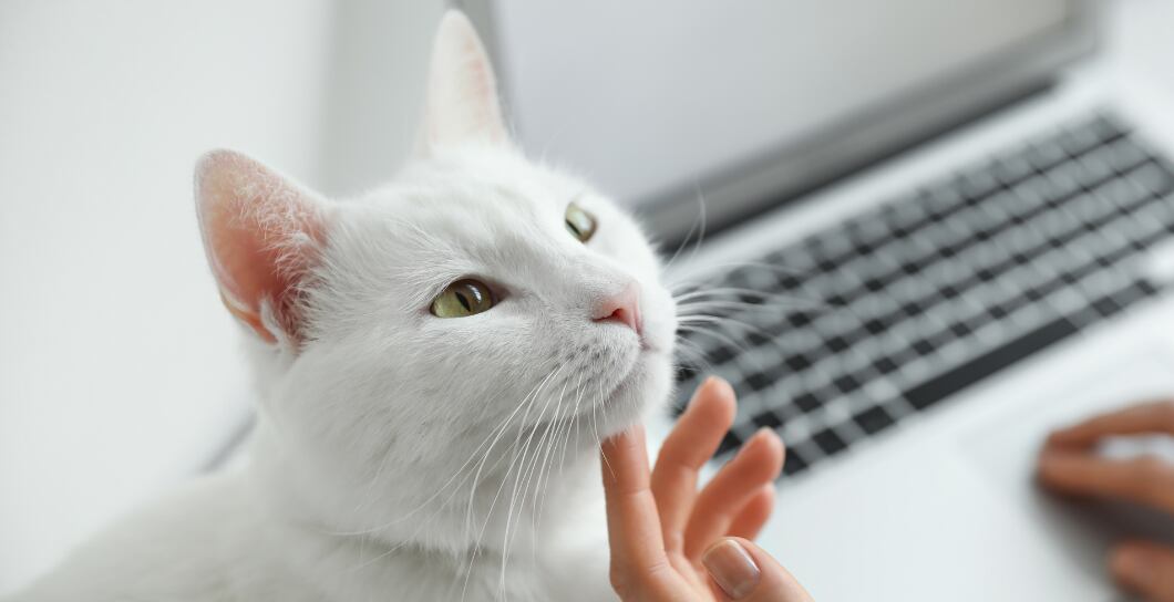 Proč kočka přede? Poznejte, co vám chce říct