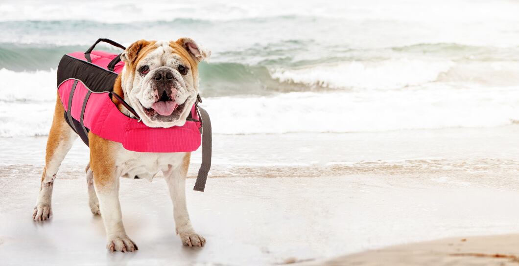 Jak naučit bezpečně psa plavat?