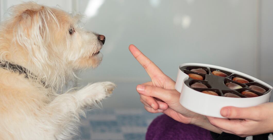 Čokoláda a pes: Jaké další potraviny jsou nebezpečné