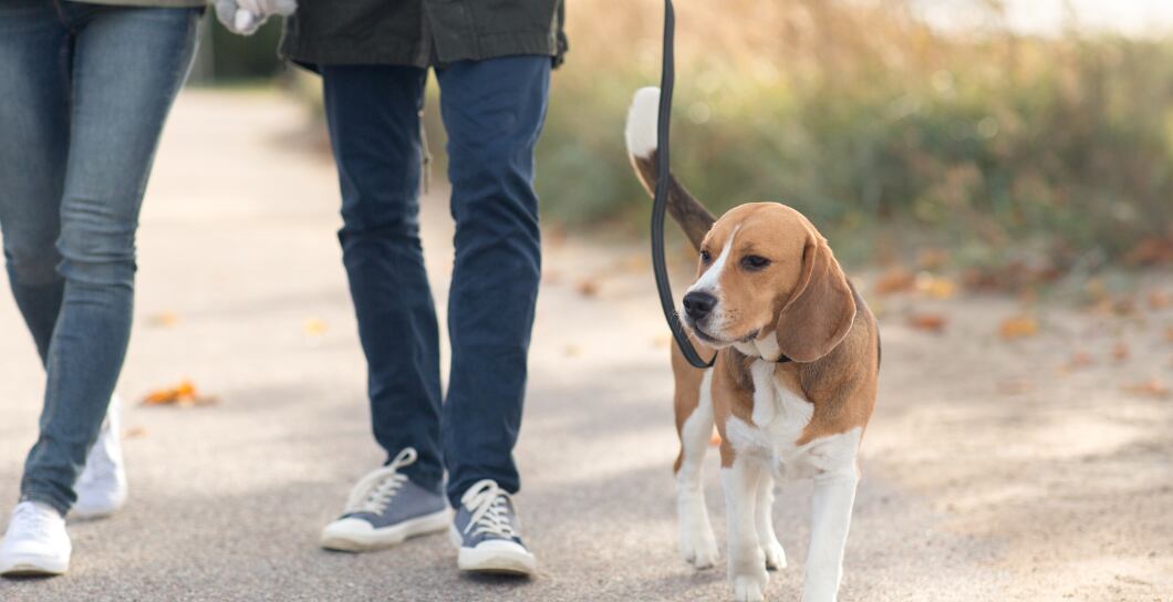 Jak naučit psa chodit na vodítku: Ověřený postup