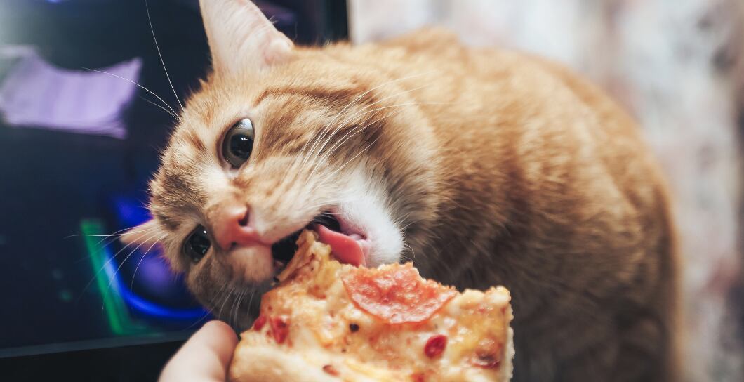 Proč nekrmit psa ani kočku lidským jídlem?