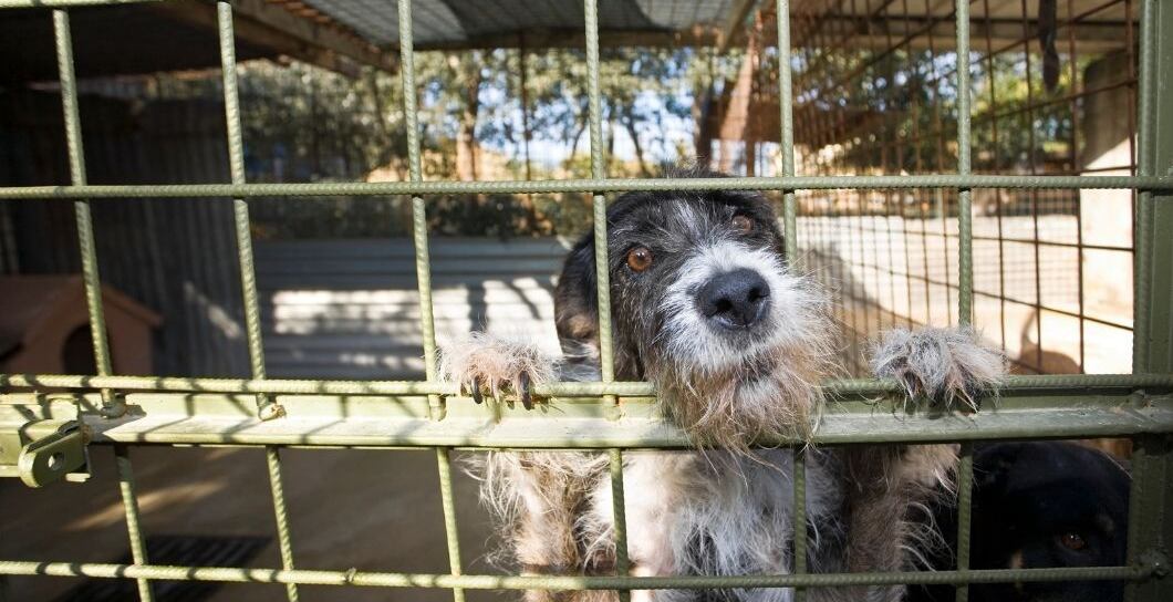 Nevracejte psa do útulku: Tipy, jak zvládnout problémy