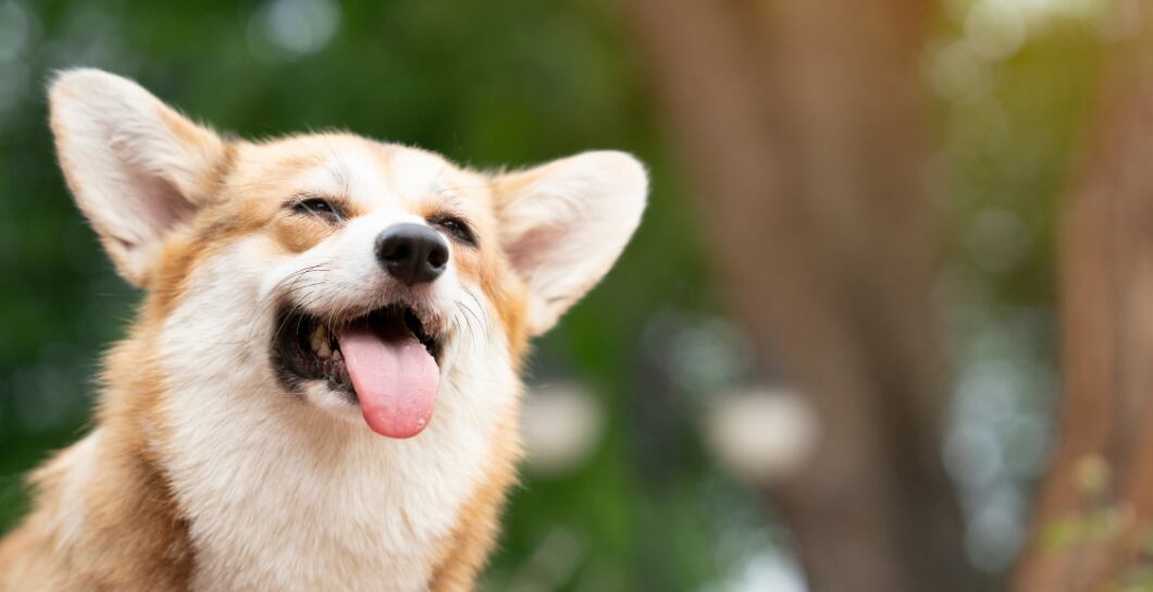 Jak poznáte kvalitní krmivo pro psa?