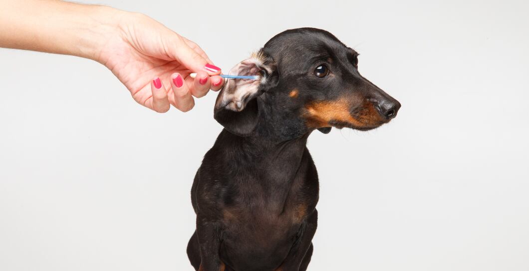 Péče o uši psa: Přejděte problémům