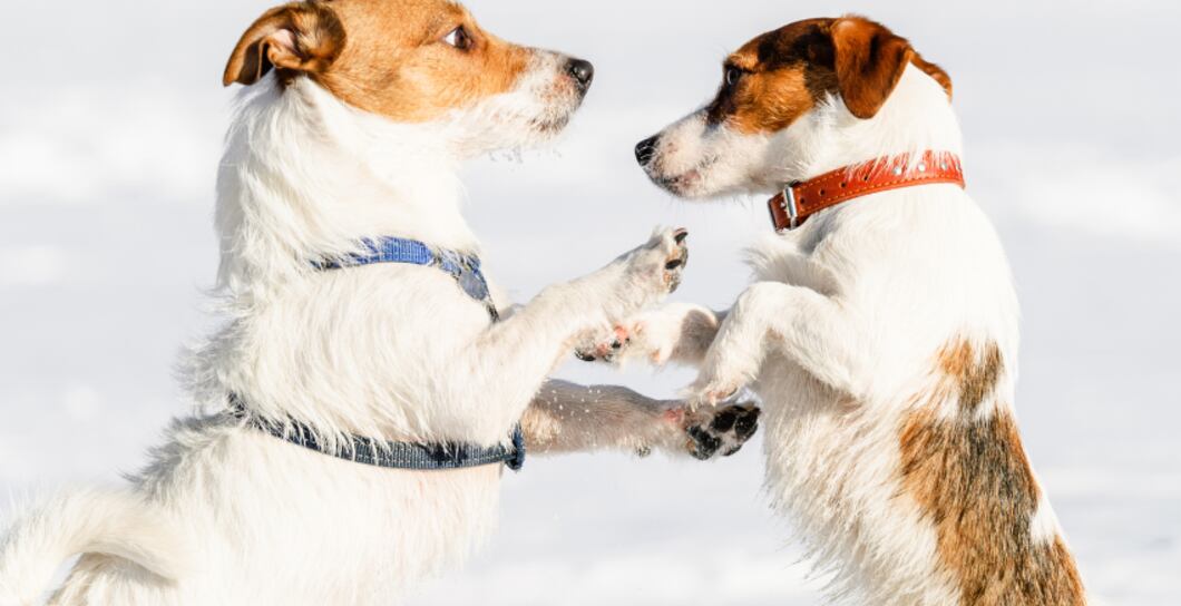 Je lepší obojek pro psa, nebo postroj?