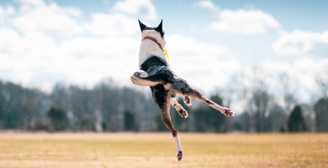 Jak udržet klouby psa zdravé