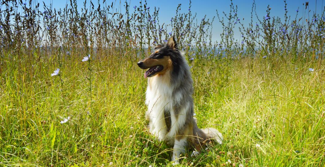 Osina u psa i kočky: Jak se jí zbavit?