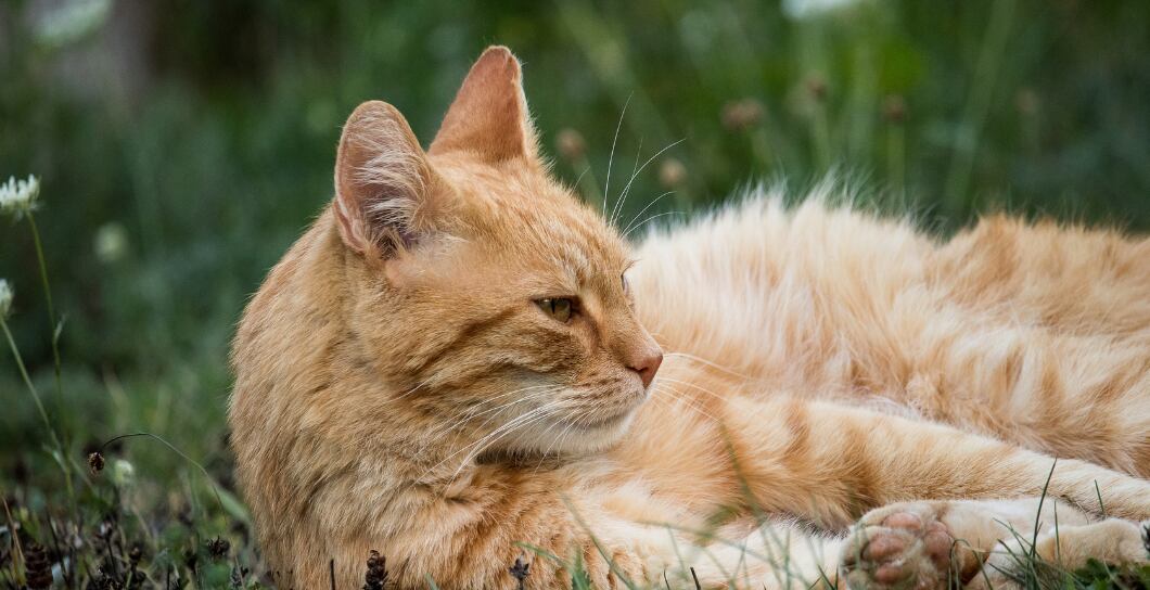4 přírodní oleje pro zdraví vaší kočky