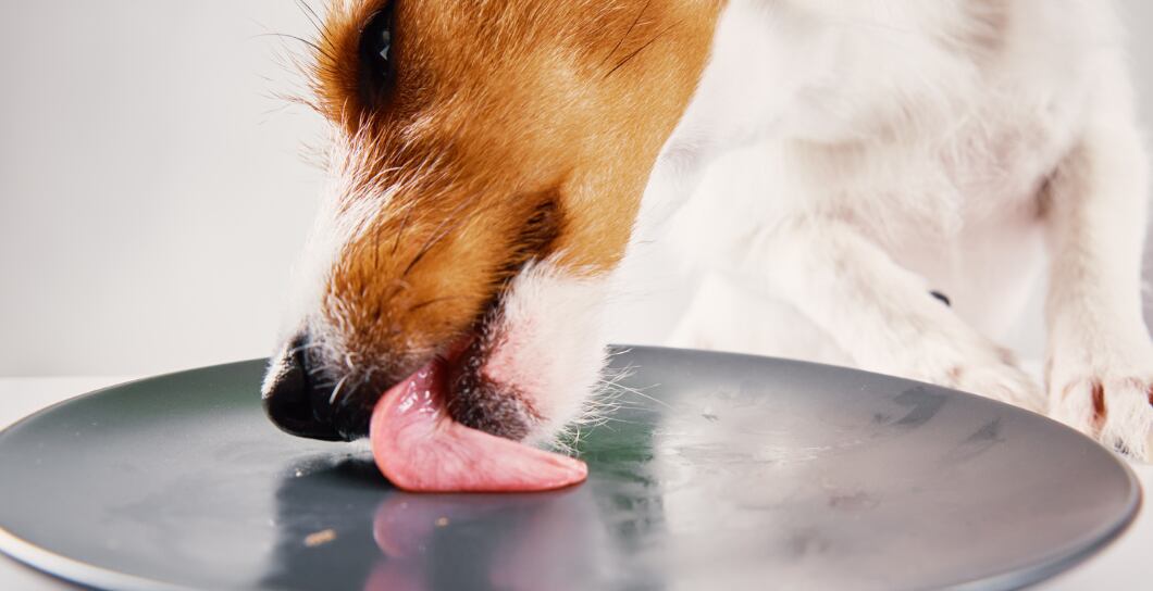 Je dobré psovi vařit? Případně co?