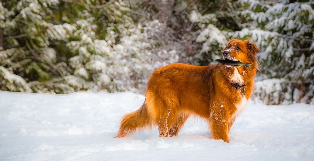 Jak může rybí maso uškodit nebo pomoci vašemu psímu miláčkovi