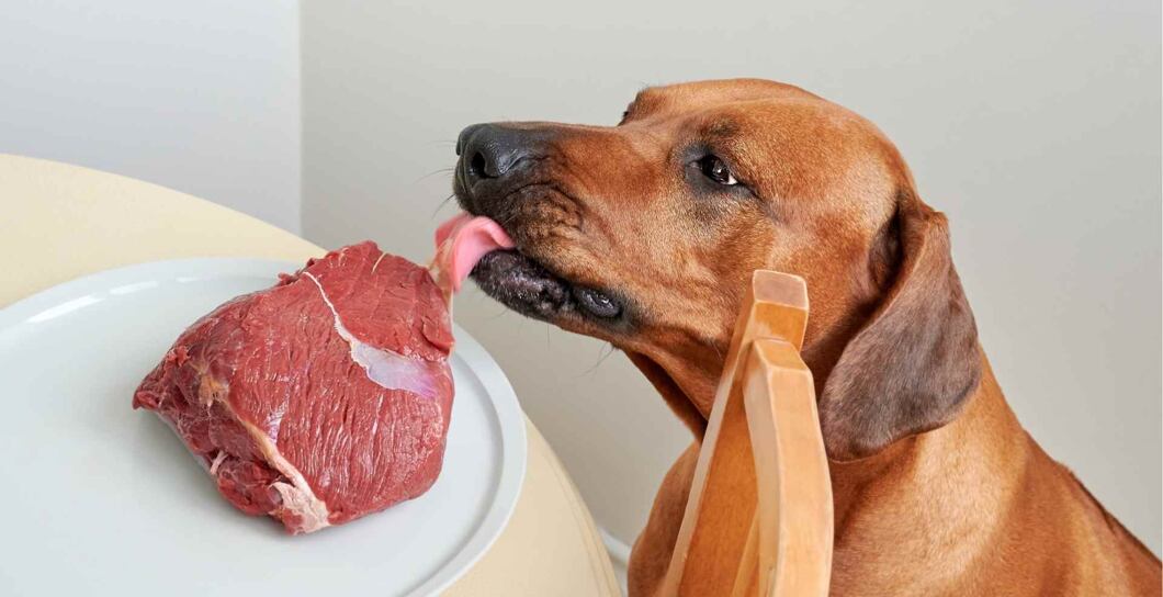 Jaké syrové maso pro psa je vhodné a bezpečné