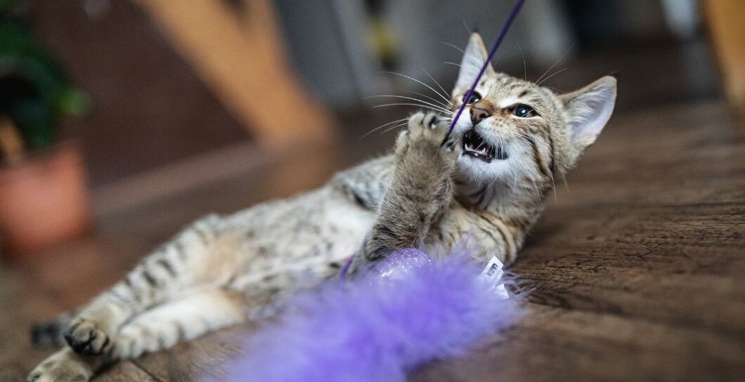 Jak si hrát s kočkou, aby ji to pořádně bavilo