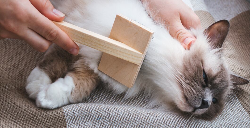 Péče o dlouhosrsté kočky: Tipy, jak se starat o srst