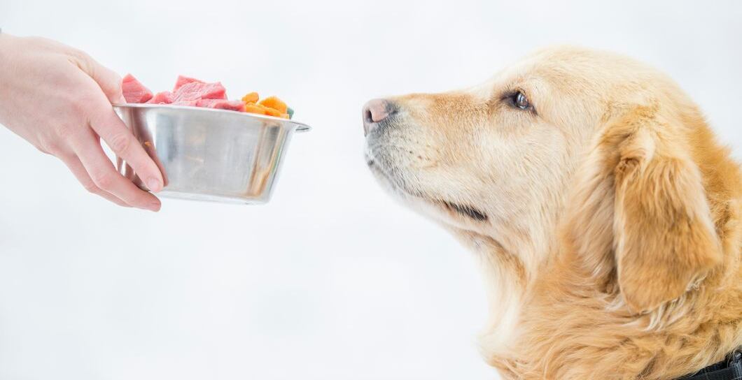 Proč je maso pro psa tak důležité?