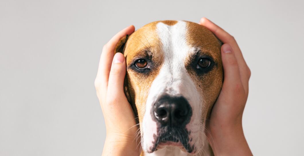 Jak zvládat stres a strach u psa?